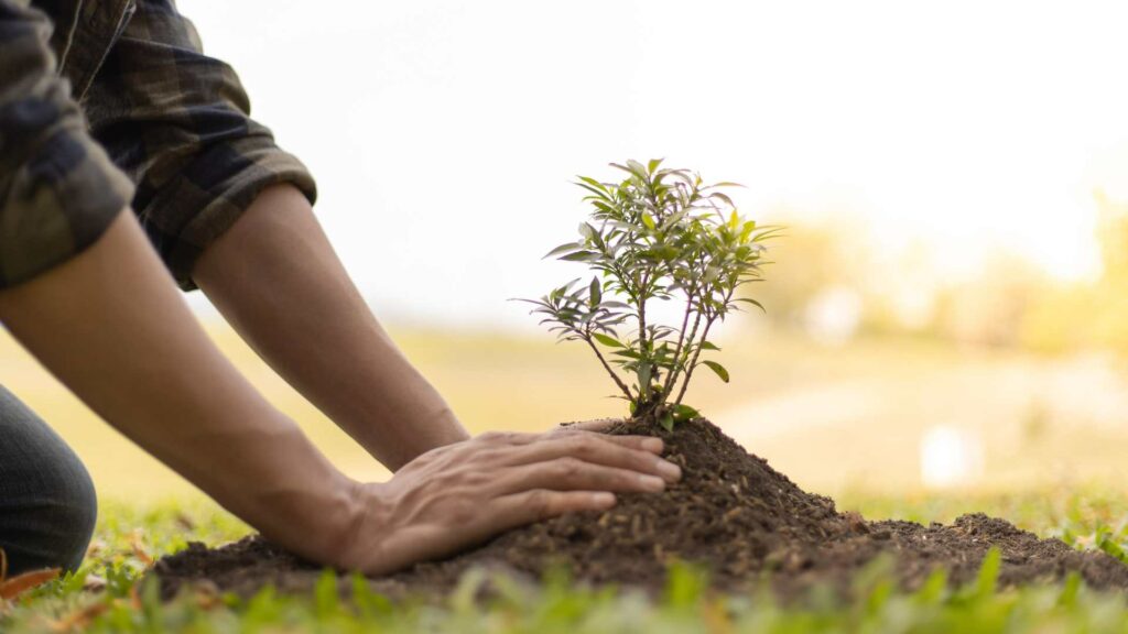 Planter un arbre