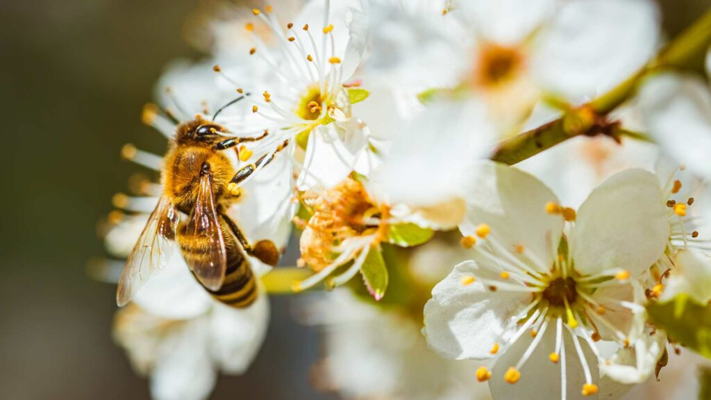 Un insecte pollinisateur