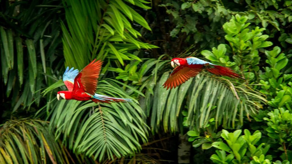 La biodiversité de l'Amazonie