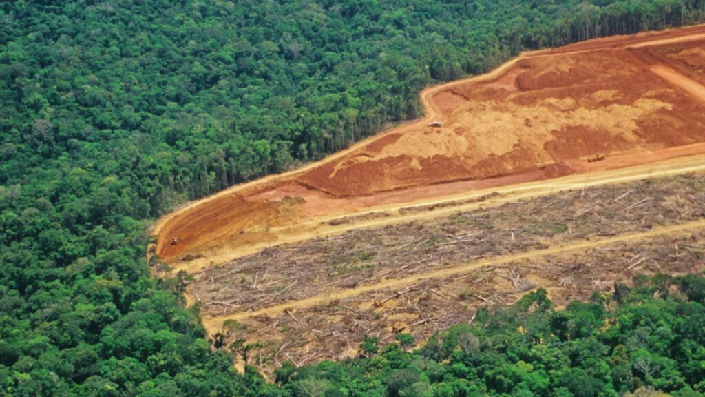 La déforestation de l'Amazonie