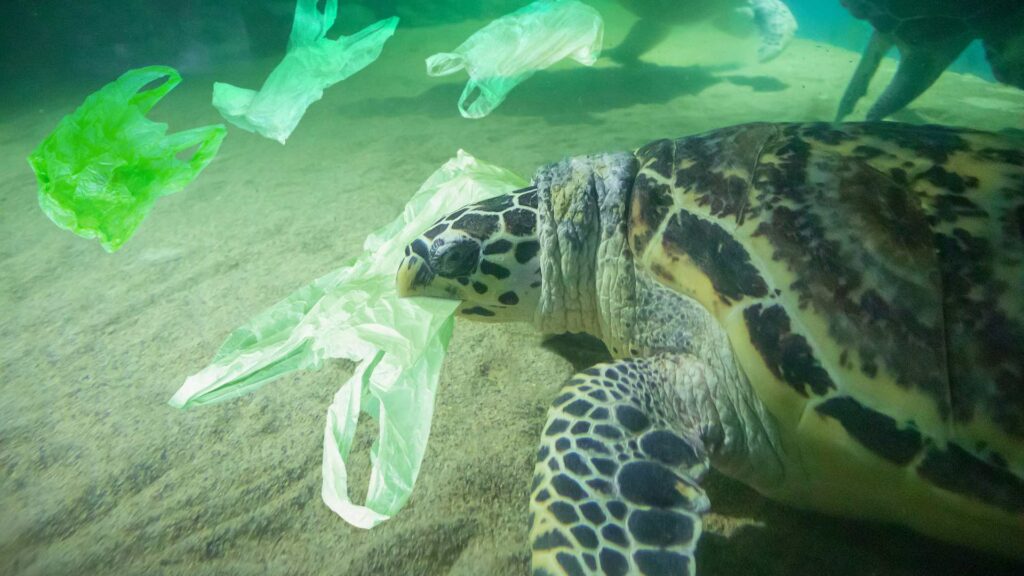 L'impact du plastique sur la faune